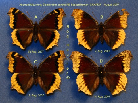 Nymphalis antiopa AB (set or 4) (Internet Image property of respective owner, non-commercial use only)